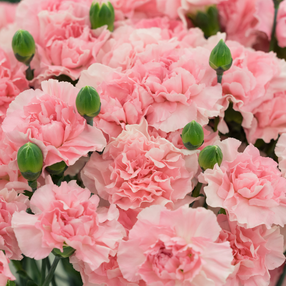 200 Pcs Carnation Seeds, Heirloom Chabaud Carnation Double Blooms, Sturdy Cold-Hardy Plants for Captivating Landscapes