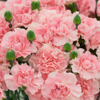 200 Pcs Carnation Seeds, Heirloom Chabaud Carnation Double Blooms, Sturdy Cold-Hardy Plants for Captivating Landscapes