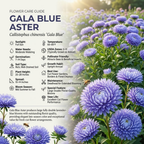 75 Pcs Gala Blue Aster Seeds, Non-GMO Heirloom Flowers for Patios, Vigorous Growth Delivering Spectacular Late Summer Petals