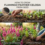 75 Pcs Flamingo Feather Celosia Seeds for Outdoors, Adaptable Heirloom Yielding Striking Light Pink Plumes, Low Maintenance Cut Flowers