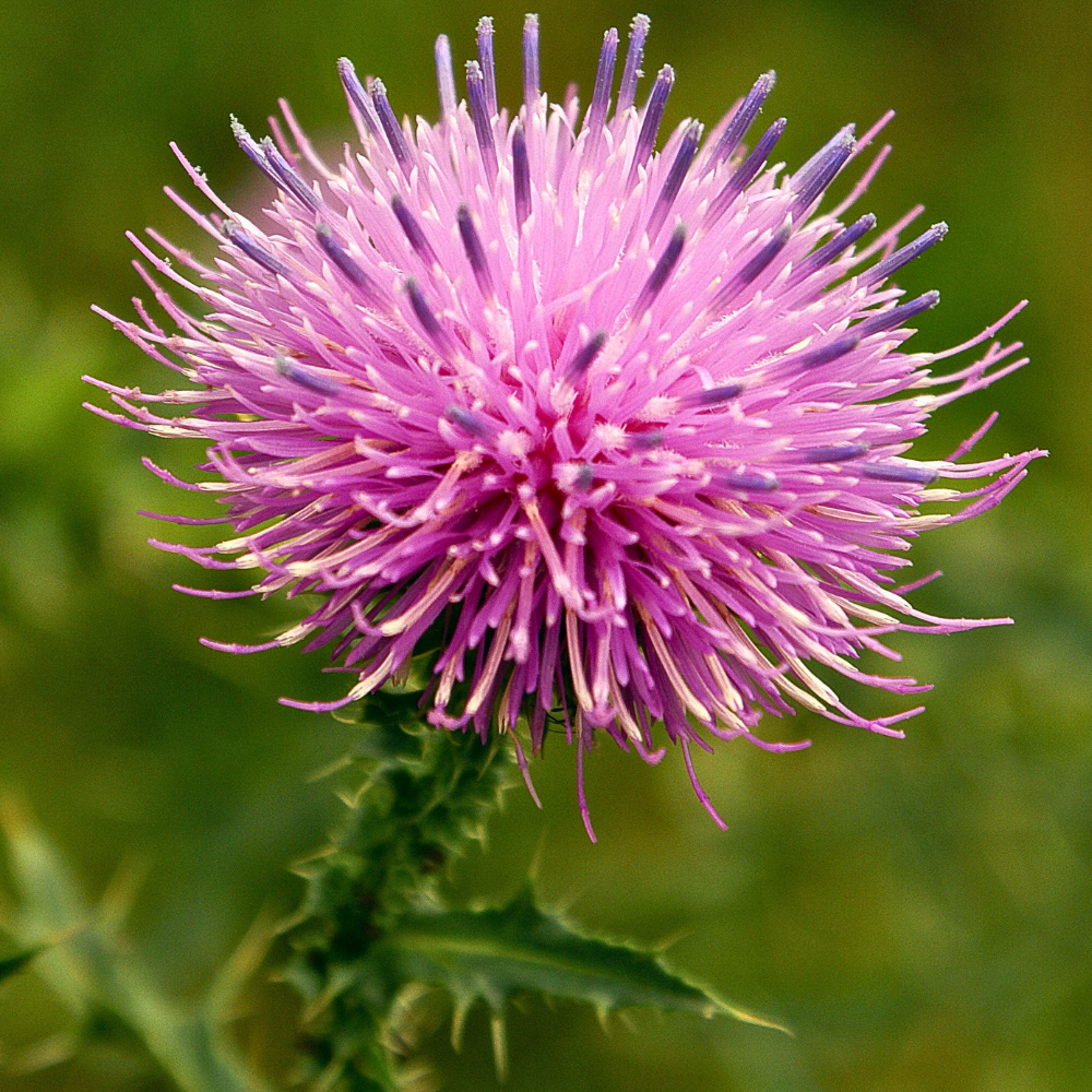 300 Heirloom Basketflower Seeds (Centaurea Americana), Vigorous, Heat-Tolerant Plants - Grow Robust Fringed Blooms for Outdoor Landscapes