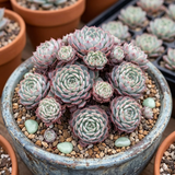 3 Echeveria Minima Succulents Live Plants, Echeveria Succulent Plant in 4 Inch Pot, Low Maintance, Unique Collections for Beginners