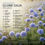300 Pcs Globe Gilia Seeds, Non-GMO Heirloom Wildflower, Cultivate Robust Lacy Foliage, Easy to Care Outdoor Yard Decor