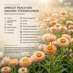 75 Pcs Apricot Peach Strawflower Seeds, Grow Robust Papery Blooms for Edging, Bouquets & Outdoor Landscapes