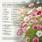 200 Pcs Sea Shells Cosmos Seeds, Heirloom Fluted Flower Mix for Planting, Fast-Growing Plants for Bright Sunlit Gardens & Floral Crafts