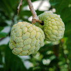 (No Ship to CA,HI,AK) Green Sugar Apple Tree Live Plant in 1 Gallon Pot | Tropical Annona Squamosa Custard Apple Tree | 16-24 Inches Tall | Well Rooted | Easy to Grow | Live Plant