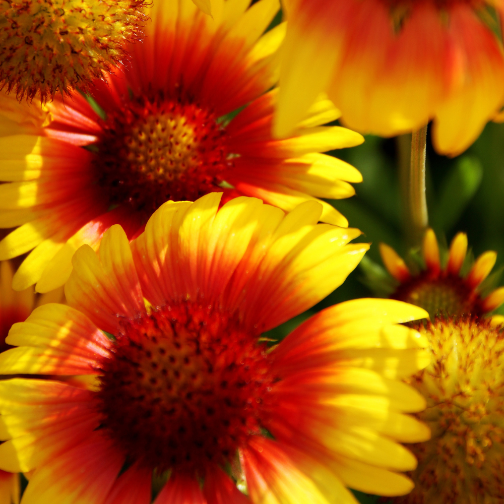 600 Pcs India Blanket Flower Seeds, Non-GMO Heirloom Gaillardia Aristata for Patios, Vigorous Growth, Low Maintenance Perennial