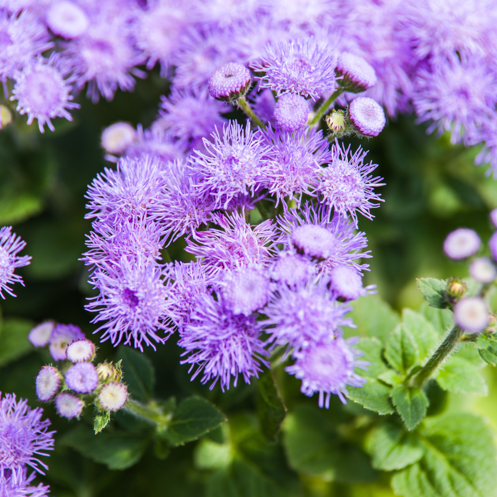 360 Pcs Dwarf Ageratum Seeds for Outdoors - Blue Mink Ageratum, Robust Compact Foliage, Easy to Care Outdoor Yard Decor