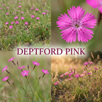 300 Pcs Deptford Pink Seeds for Outdoors, Adaptable Heirloom Dianthus Armeria Wildflower, Low Maintenance Meadow Displays