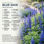 300 Pcs Salvia Seeds Perennial, Blue Sage Seeds, Robust Aromatic Foliage & Bright Blue Flowers, Easy to Care Outdoor Yard Decor