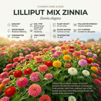 150 Zinnia Seeds for Planting Outdoors, Lilliput Mix Heirloom, Vigorous Dwarf Flowers Yielding Striking Pom-Pom Blooms for Balconies, Easy to Care