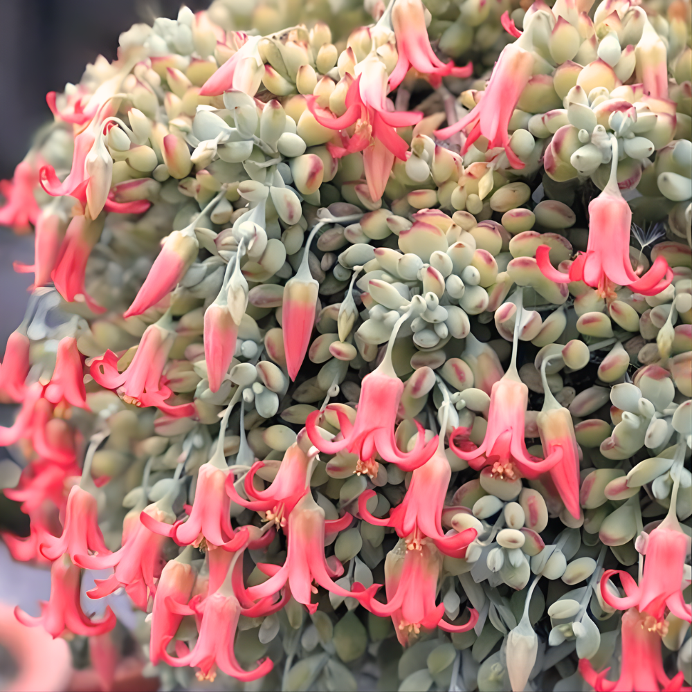 Cotyledon Pendens Succulent Plant Live – 2 Inc Pot | Indoor Trailing Houseplant | Well Rooted Easy to Care