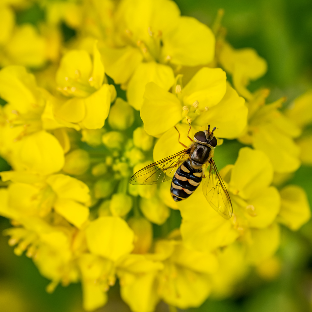 300 Pcs Basket of Gold Alyssum Flower Seeds, Cold-Hardy Perennial Plants, Grow Robust Golden Yellow Blooms for Ground Cover