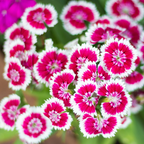 750 Pcs Sweet William Flower Seeds, Heirloom Dianthus Barbatus Mix for Planting, Fast-Growing Plants for Bright Sunlit Gardens