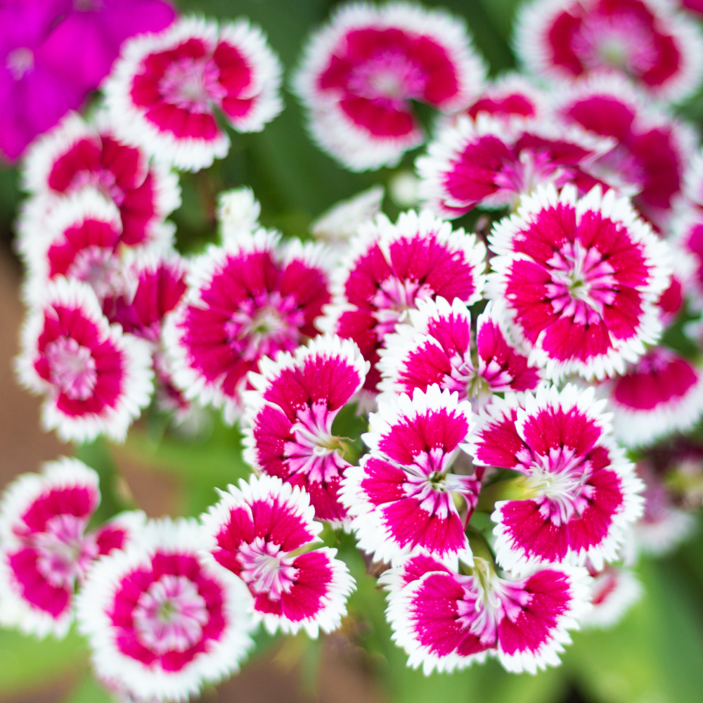 750 Pcs Sweet William Flower Seeds, Heirloom Dianthus Barbatus Mix for Planting, Fast-Growing Plants for Bright Sunlit Gardens