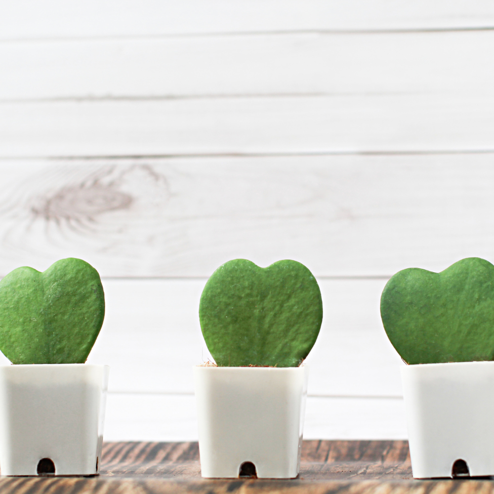 Live Green Hoya Kerrii Plant | Heart Leaf Vine in 4-Inch Pot | Established Tropical Indoor Plant | Versatile Heart-Shaped Foliage for Modern Design