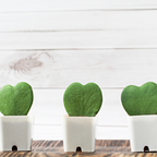 Live Green Hoya Kerrii Plant | Heart Leaf Vine in 4-Inch Pot | Established Tropical Indoor Plant | Versatile Heart-Shaped Foliage for Modern Design