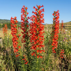 600 Pcs Standing Cypress Seeds, Cultivate Robust Feathery Foliage & Bright Red Spikes, Easy to Care Outdoor Yard Decor