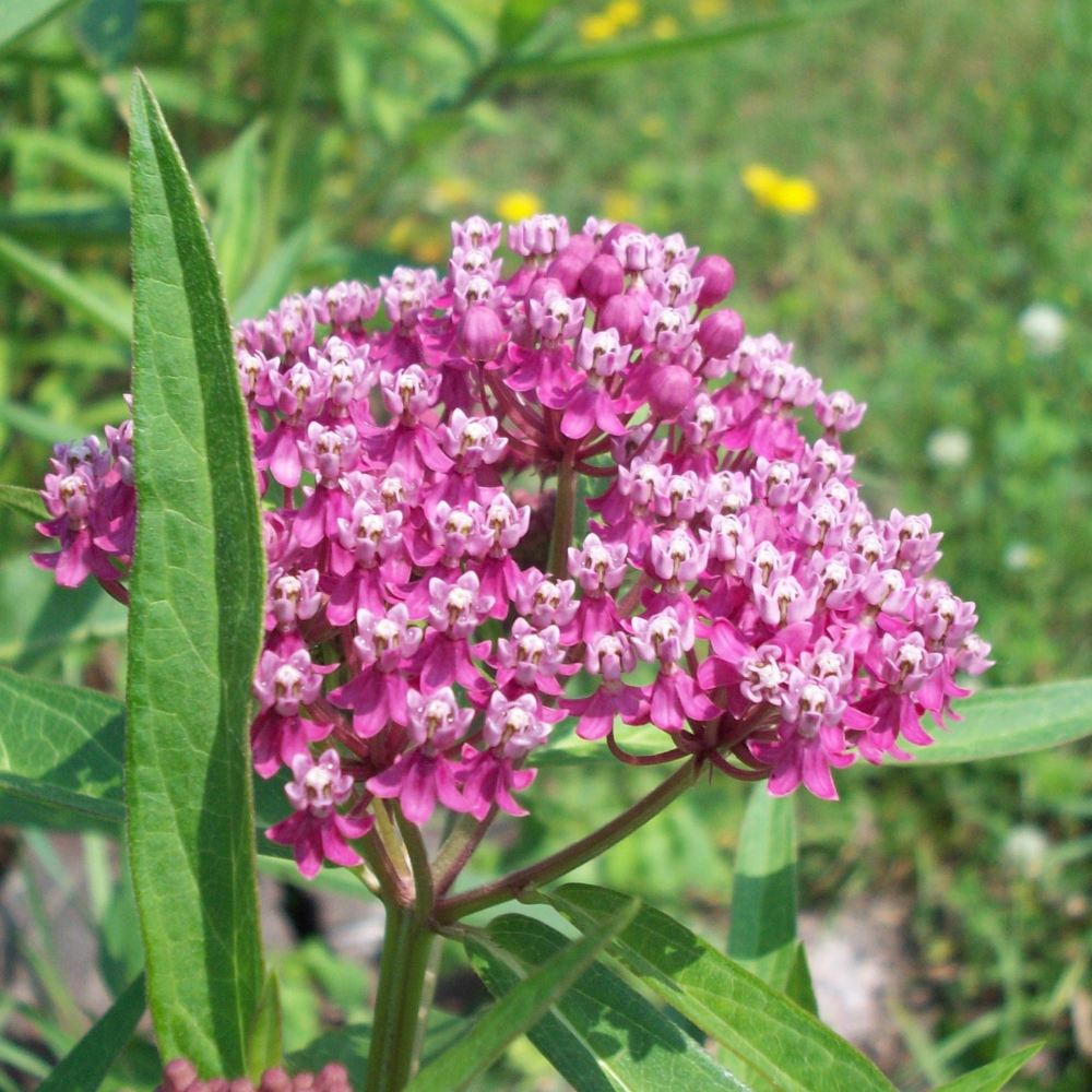 60 Pcs Prairie Milkweed Seeds for Planting Outdoors, Non-GMO Heirloom Perennial Seeds, Low Maintenance Cold-Hardy Pink Blooms for Yard Borders