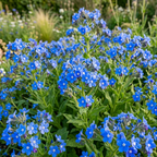 600 Pcs Cape Forget Me Not Seeds, Vigorous, Cold-Hardy Plants, Grow Robust True Blue Blooms for Edging, Rock Gardens & Outdoor Landscapes