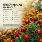 900 Pcs Sparky Marigold Seeds, Non-GMO Heirloom Flowers for Patios, Vigorous Growth, Low Maintenance Border Displays