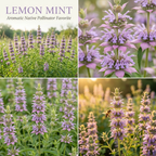750 Pcs Lemon Mint Seeds for Outdoors, Non-GMO Heirloom Herbs for Patios, Vigorous Growth, Low Maintenance Butterfly Gardens