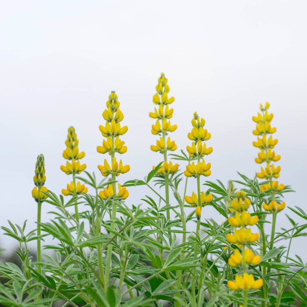 150 Pcs Yellow Lupine Seeds Perennial, Non-GMO Heirloom Flowers for Patios, Vigorous Growth, Low Maintenance Meadow Displays