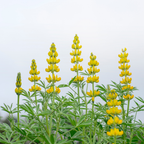 150 Pcs Yellow Lupine Seeds Perennial, Non-GMO Heirloom Flowers for Patios, Vigorous Growth, Low Maintenance Meadow Displays