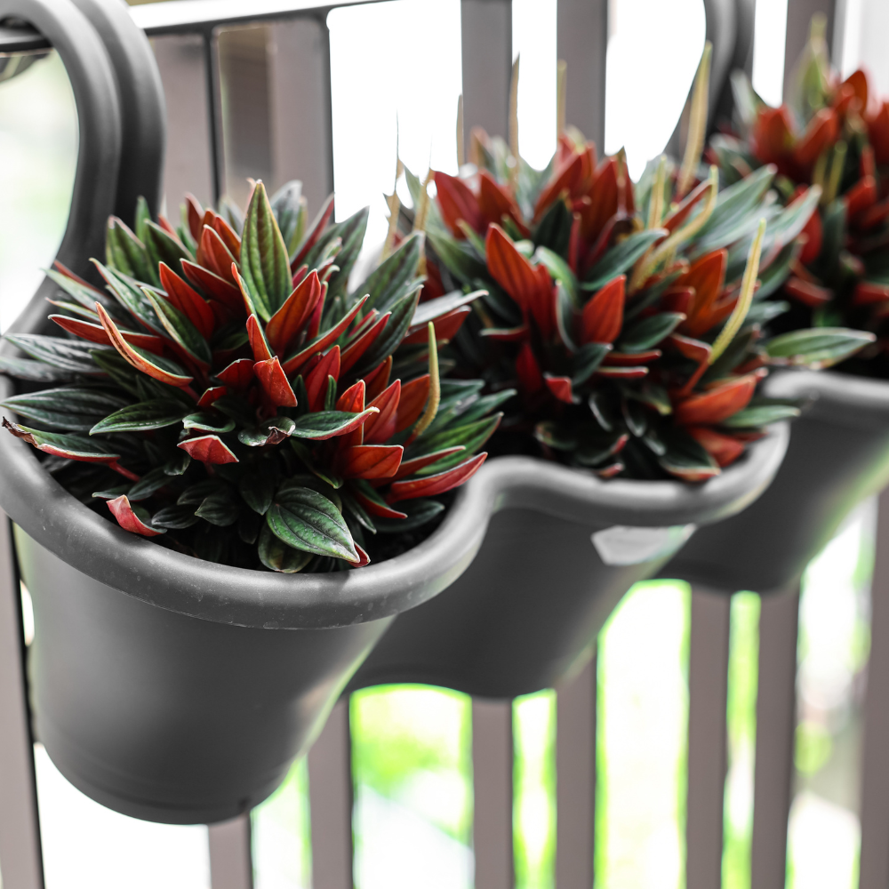 Peperomia Napoli Nights, Peperomia Plant Live in 2 Inch Pot, Rare Plants Live Houseplants for Desk Decor, Shelves and Small Spaces