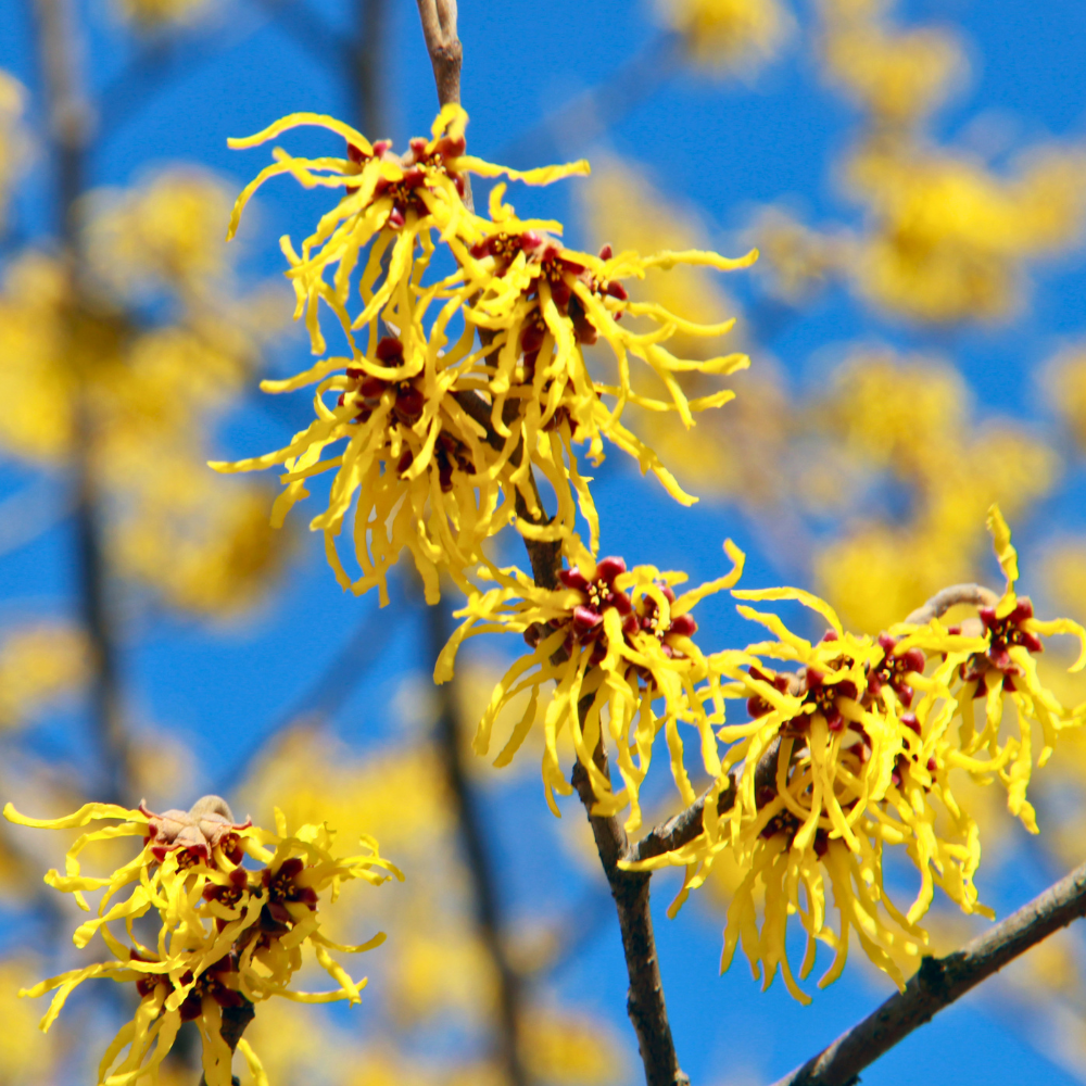 15 Pcs American Witch Hazel Seeds, Vigorous, Cold-Hardy Plants, Grow Robust Ribbon-Like Yellow Blooms for Edging & Outdoor Landscapes