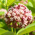 150 Pcs Showy Milkweed Seeds, Premium Non-GMO Heirloom Flowers for Patios - Vigorous Growth, Low Maintenance Meadow Displays