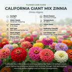 150 Zinnia Seeds for Planting Outdoors, Sturdy California Giant Mix Heirloom, Vigorous Tall Flowers Yielding Striking Large Blooms for Backyards, Easy to Care