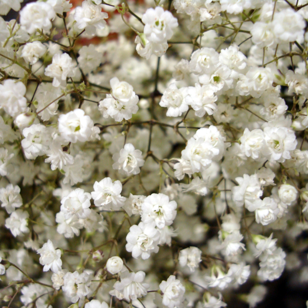 1500 Pcs Baby's Breath Seeds for Planting Outdoors, Non-GMO Heirloom Flowers, Low Maintenance Cloud Blooms for Yard Borders