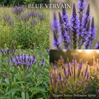 600 Pcs Wildflower Seeds for Planting - Blue Vervain, Cultivate Robust Upright Spikes & Bright Blue Flowers, Easy to Care Outdoor Yard Decor