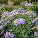 1500 Pcs Blue Aster Seeds for Planting, Stunning Cold-Hardy Non-GMO Floral Blooms for Outdoor Gardens, Sturdy Perennial Growth