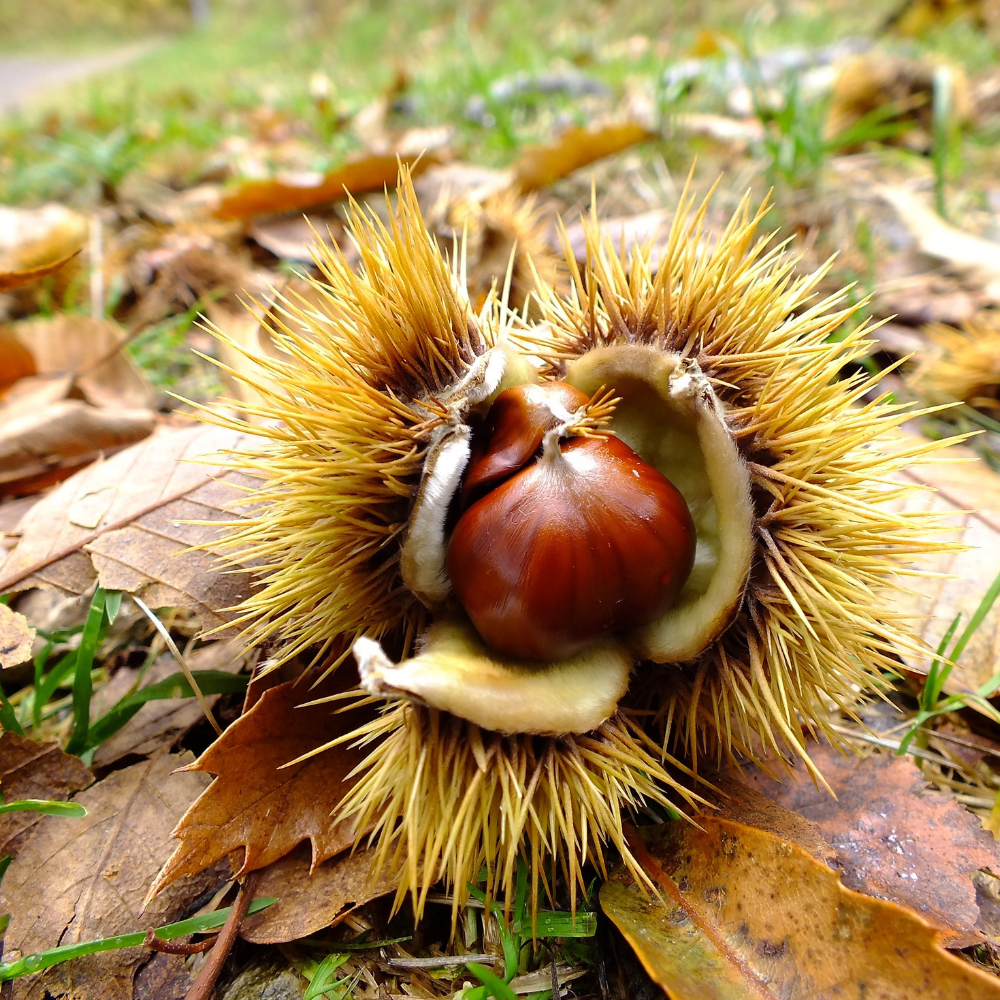 Chinese Chestnut Tree, 3 Gallon Pot, Low Maintenance Nut-Bearing Shade Tree for Homeowners, Resilient Cold-Hardy Plant for Edible Landscapes & Roasting Nuts