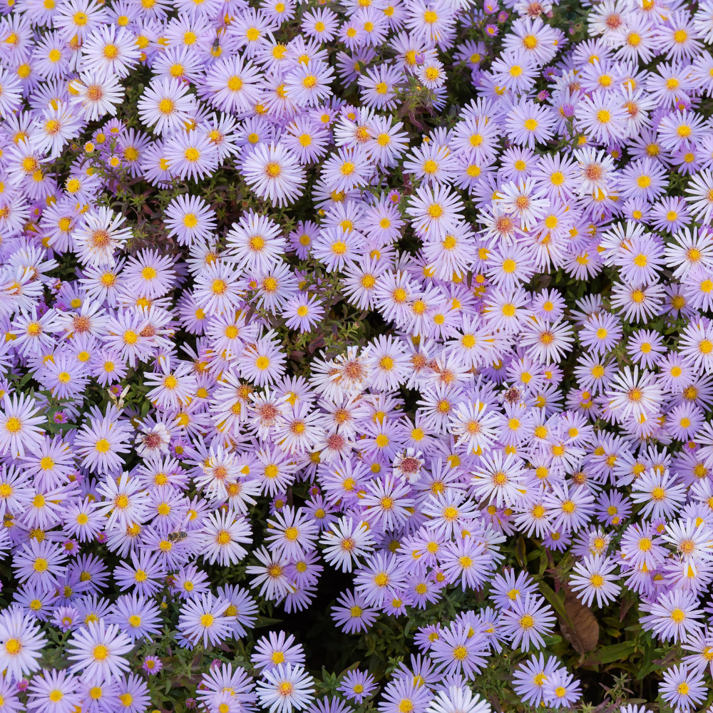 900 Pcs Aster Seeds Perennial for Planting, Non-GMO New England Aster Flowers, Lush Foliage & Bright Purple Flowers, Easy to Care Outdoor Yard Decor