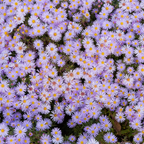 900 Pcs Aster Seeds Perennial for Planting, Non-GMO New England Aster Flowers, Lush Foliage & Bright Purple Flowers, Easy to Care Outdoor Yard Decor