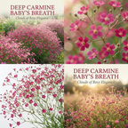 300 Pcs Carmine Baby's Breath Seeds Perennial for Outdoors, Easy to Care Outdoor Yard Floral Décor, Low Maintenance Displays