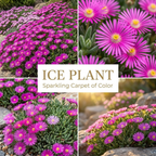 600 Pcs Ice Plant Seeds for Outdoors, Non-GMO Heirloom Flowers for Patios, Easy to Care Outdoor Yard Decor