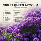 300 Sweet Alyssum Seeds for Planting Outdoors, Sturdy Violet Queen Heirloom, Vigorous Ground Cover Yielding Striking Blooms for Balconies