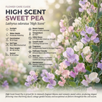 60 Pcs High Scent Sweet Pea Seeds for Planting, Non-GMO Heirloom Vines, Low Maintenance Climbing Décor, Easy to Care
