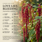 900 Pcs Love Lies Bleeding Amaranth Seeds for Planting, Robust Upright Stalks & Bright Drooping Red Flowers, Easy to Care Outdoor Yard Decor