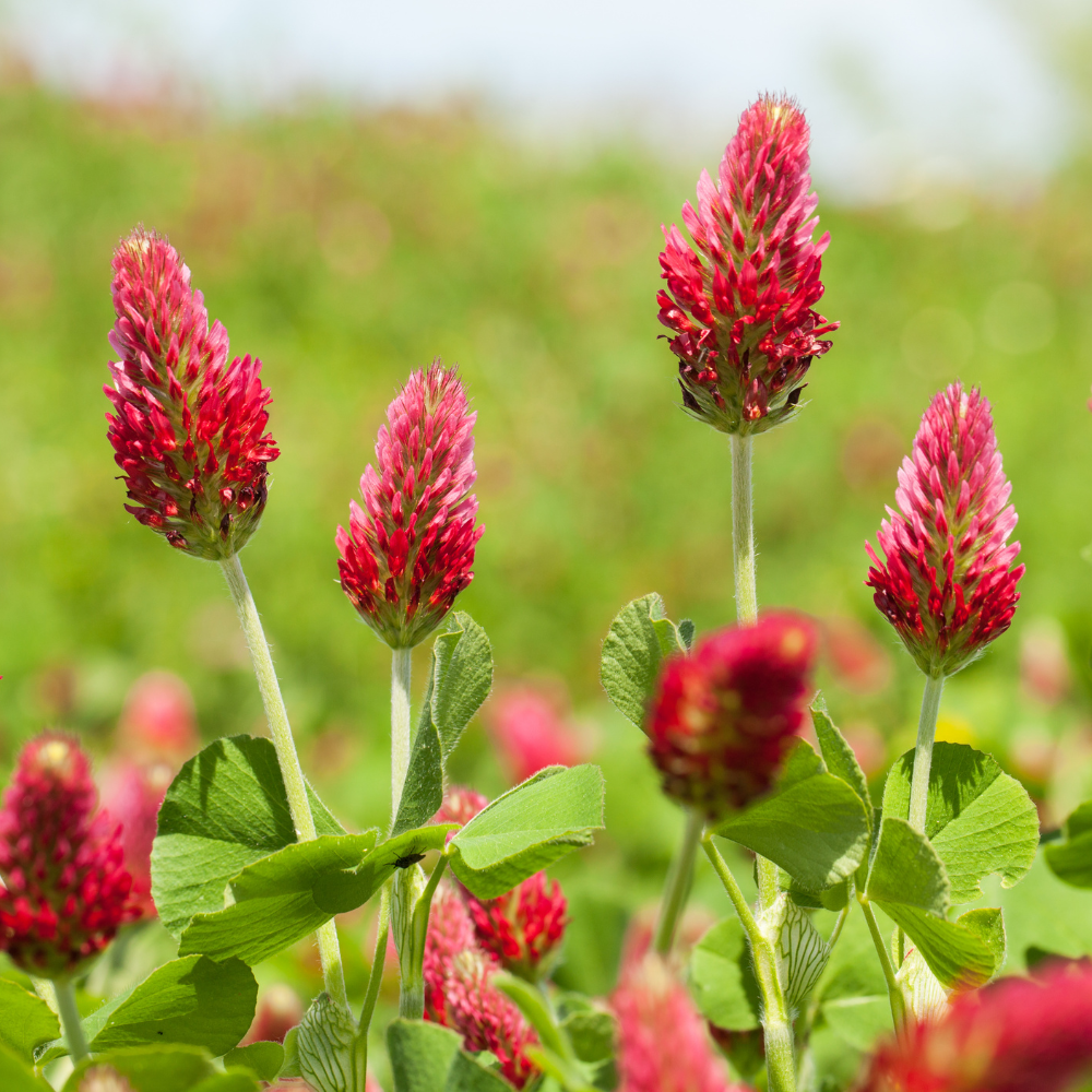 3000 Pcs Crimson Clover Seeds, Non-GMO Heirloom Flowers for Patios, Robust Lush Green Foliage & Bright Red Blooms, Low Maintenance Ground Cover