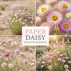 1500 Pcs Paper Daisy Seeds for Outdoors, Non-GMO Heirloom Flowers for Patios, Easy to Care Outdoor Yard Decor