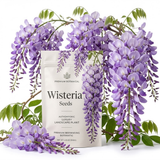 15 Pcs Wisteria Seeds for Planting Outdoors, Vigorous Flowers Yielding Striking Blooms for Yard Trellises, Easy to Care
