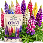 100 Pcs Rainbow Lupine Mix Seeds for Planting, Cold-Hardy Non-GMO Floral Blooms for Patios, turdy Tall Stems with Striking Mixed Colors
