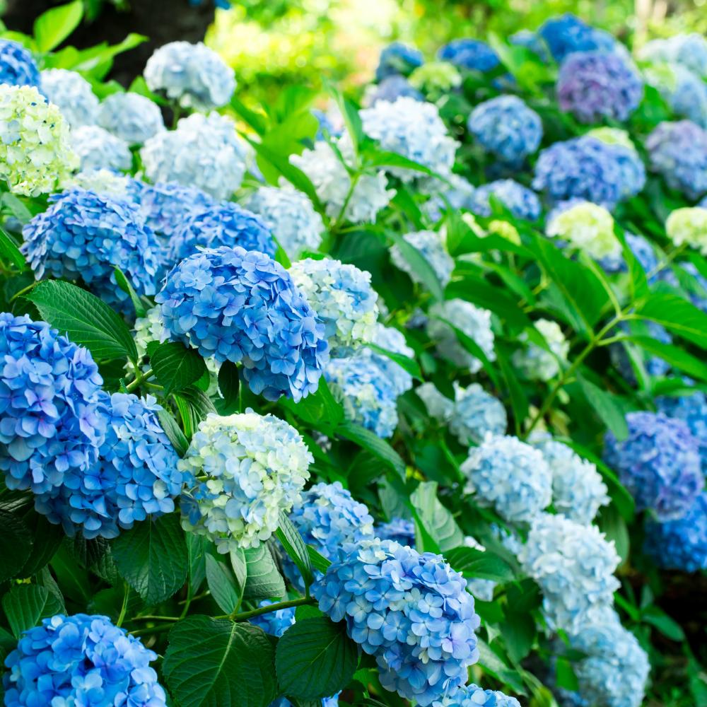 Nikko Blue Hydrangea Shrub Live Plant | Gallon Size Pot | Low Maintenance Flowering Deciduous Plant