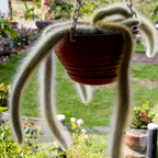 Monkey Tail Cactus Live Plant, 4 Inch Pot, Potted Cleistocactus Colademononis, Unique Fuzzy Hanging Cactus for Home and Office Décor