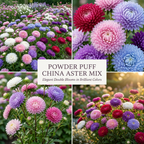 600 Pcs Mixed Powder Puff Asters Seeds, Grow Robust Fluffy Blooms for Edging, Bouquets & Outdoor Landscapes